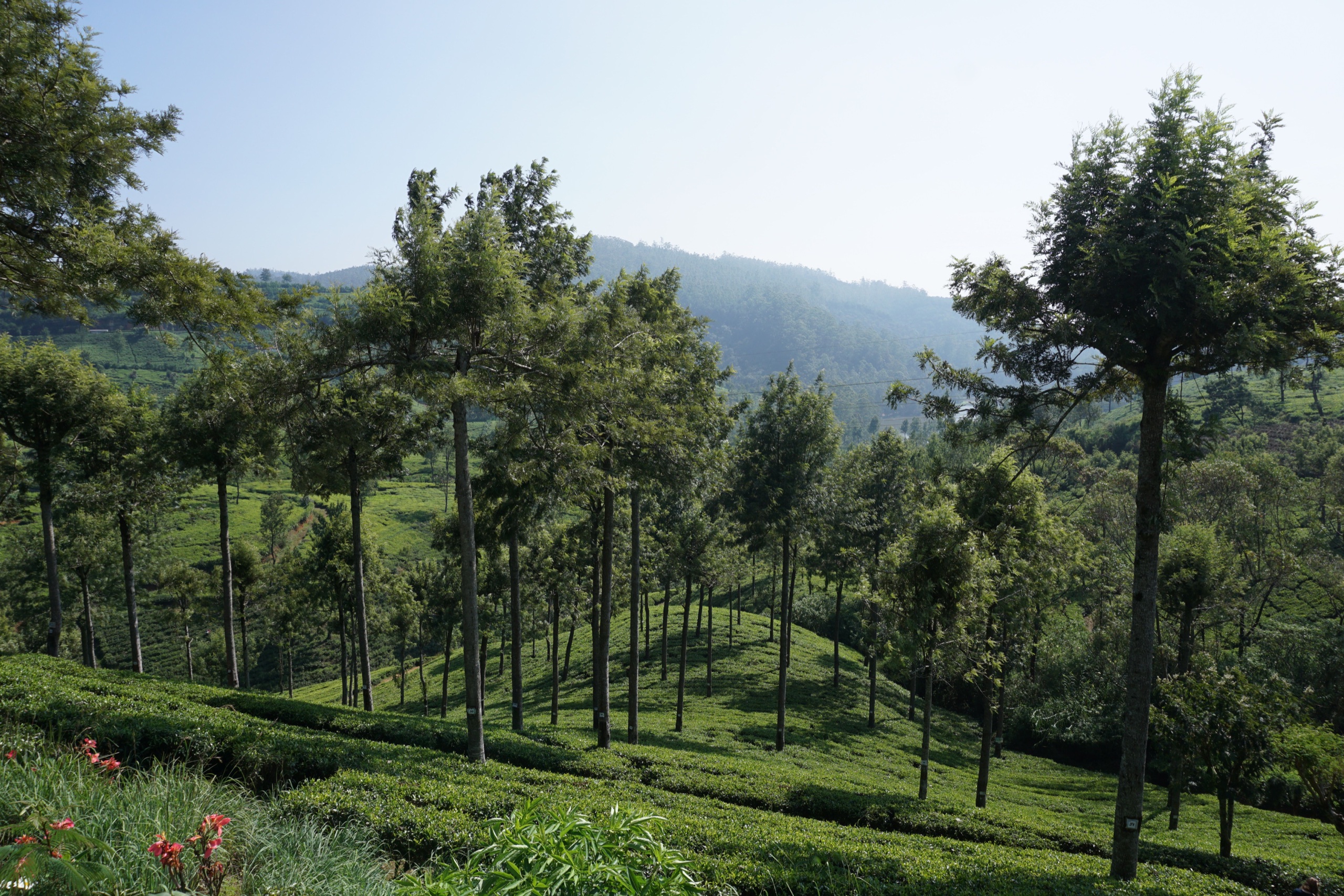 A path winding through Sri Lanka's misty tea country