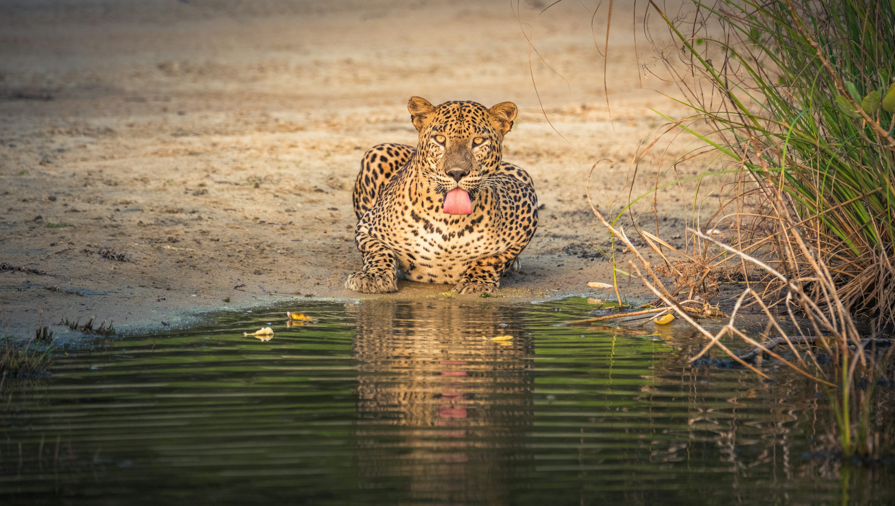 A Sri Lankan leopard resting beside water